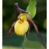 Cypripedium "emil" (orchidées Terrestres) Taille Pot De 1 Litre - 0/60 Cm 2 Cypripedium "emil" (orchidées Terrestres) Taille Pot De 1 Litre - 0/60 Cm -Cactus Jardin Soldes Magasin 640394478eb604.74353989