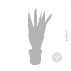 2x Sansevieria 'laurentii' Xl – Langue De Dame – Succulente – Facile à Entretenir – ⌀17cm – ↕55-65 Cm -Cactus Jardin Soldes Magasin 640b787fb1b790.19239259