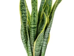 2x Sansevieria 'laurentii' Xl – Langue De Dame – Succulente – Facile à Entretenir – ⌀17cm – ↕55-65 Cm -Cactus Jardin Soldes Magasin 640b787fb489e7.70309484