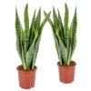 2x Sansevieria 'laurentii' Xl – Langue De Dame – Succulente – Facile à Entretenir – ⌀17cm – ↕55-65 Cm -Cactus Jardin Soldes Magasin 640b787fb81fc2.44212067