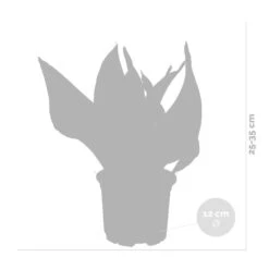 Sansevieria 'laurentii' – Sansevieria – Succulente – Peu D'entretien – ⌀12cm – ↕25-35cm 9 Sansevieria 'laurentii' – Sansevieria – Succulente – Peu D'entretien – ⌀12cm – ↕25-35cm -Cactus Jardin Soldes Magasin 640b7892936c92.85423753