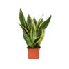 Sansevieria 'laurentii' – Sansevieria – Succulente – Peu D'entretien – ⌀12cm – ↕25-35cm -Cactus Jardin Soldes Magasin 640b789298d018.16931560