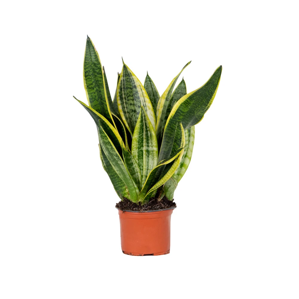 Sansevieria 'laurentii' – Sansevieria – Succulente – Peu D'entretien – ⌀12cm – ↕25-35cm 3 Sansevieria 'laurentii' – Sansevieria – Succulente – Peu D'entretien – ⌀12cm – ↕25-35cm