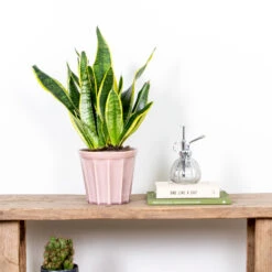 Cactus Jardin Soldes Magasin -Cactus Jardin Soldes Magasin 640b7892a30470.84983856