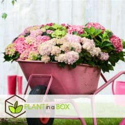 Set De 3 Hortensia Rose - Pot ⌀9cm - H.25-40cm (hauteur Pot Incluse) -Cactus Jardin Soldes Magasin 64233253af3a81.36590456