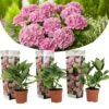 Set De 3 Hortensia Rose - Pot ⌀9cm - H.25-40cm (hauteur Pot Incluse) -Cactus Jardin Soldes Magasin 64233253b38a24.93744909