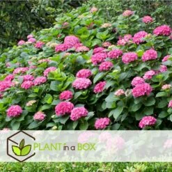 Set De 3 Hortensia Rose - Pot ⌀9cm - H.25-40cm (hauteur Pot Incluse) -Cactus Jardin Soldes Magasin 64233253b82f01.05331596