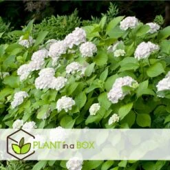 Set De 3 Hortensia Blanc - Pot ⌀9cm - H.25-40cm (hauteur Pot Incluse) -Cactus Jardin Soldes Magasin 64233254e0bae3.75313331
