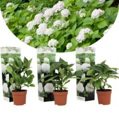 Set De 3 Hortensia Blanc - Pot ⌀9cm - H.25-40cm (hauteur Pot Incluse)