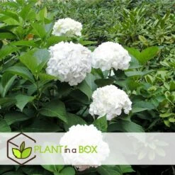 Set De 3 Hortensia Blanc - Pot ⌀9cm - H.25-40cm (hauteur Pot Incluse) -Cactus Jardin Soldes Magasin 64233254f3f363.76442034