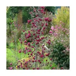 Magnolia De Chine, Magnolia De Soulange Soulangiana Genie/godet - 5/20 Cm -Cactus Jardin Soldes Magasin 644c6230147fe4.68546921