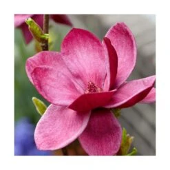 Magnolia De Chine, Magnolia De Soulange Soulangiana Genie/godet - 5/20 Cm -Cactus Jardin Soldes Magasin 644c62301f7a42.96334449