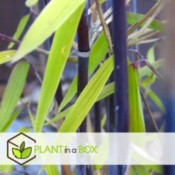 Fargesia Gansu - Set De 4 - Bambou Non Invasif - Pot 17cm - Hauteur 50-70cm -Cactus Jardin Soldes Magasin 6459516a5d0c52.07792490