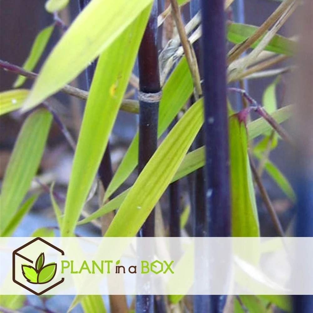 Fargesia Gansu - Set De 6 - Bambou Non Invasif - Pot 17cm - Hauteur 50-70cm 6 Fargesia Gansu - Set De 6 - Bambou Non Invasif - Pot 17cm - Hauteur 50-70cm – Image 4