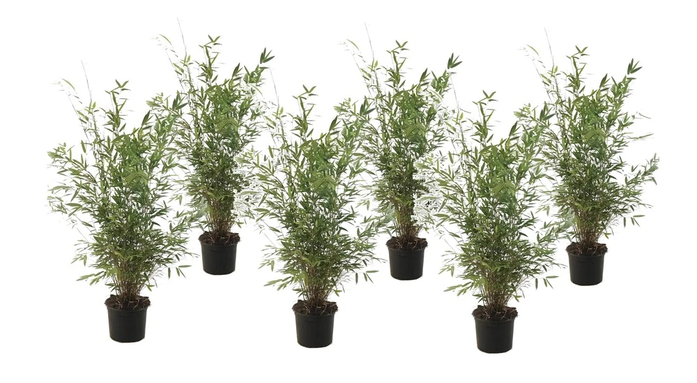 Fargesia Gansu - Set De 6 - Bambou Non Invasif - Pot 17cm - Hauteur 50-70cm 3 Fargesia Gansu - Set De 6 - Bambou Non Invasif - Pot 17cm - Hauteur 50-70cm