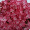 Hortensia 'salsa ?' - 5l -Cactus Jardin Soldes Magasin 645b8f35b8cba7.68168772