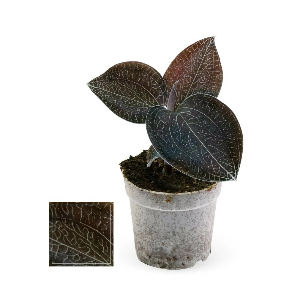 Jewel Orchid - Macodes Anoectochilus Onyx - Mini Orchidée Terrestre à Feuilles Fantaisies - Pot 6cm 3 Jewel Orchid - Macodes Anoectochilus Onyx - Mini Orchidée Terrestre à Feuilles Fantaisies - Pot 6cm