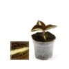 Jewel Orchid - Macodes Anoectochilus Amber - Mini Orchidée Terrestre à Feuilles Fantaisies - Pot 6cm -Cactus Jardin Soldes Magasin 6462298b8b4ee4.28365663