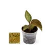 Jewel Orchid - Ludisia Topaz - Mini Orchidée Terrestre à Feuilles Fantaisies - Pot 6cm -Cactus Jardin Soldes Magasin 6462298faaeae5.58733826