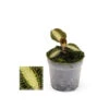 Jewel Orchid - Macodes Petola Pearl - Mini Orchidée Terrestre à Feuilles Fantaisies - Pot 6cm 2 Jewel Orchid - Macodes Petola Pearl - Mini Orchidée Terrestre à Feuilles Fantaisies - Pot 6cm -Cactus Jardin Soldes Magasin 64622993cc5e75.16777626