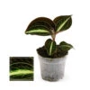 Jewel Orchid - Macodes Anoectochilus Moonstone - Mini Orchidée Terrestre à Feuilles Fantaisies - Pot 6cm 2 Jewel Orchid - Macodes Anoectochilus Moonstone - Mini Orchidée Terrestre à Feuilles Fantaisies - Pot 6cm -Cactus Jardin Soldes Magasin 64622995208bd2.37816548