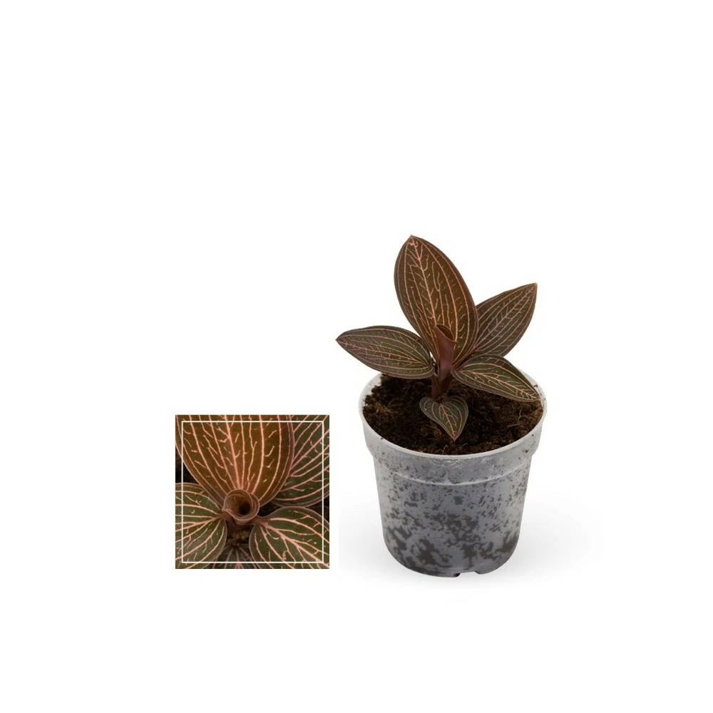 Jewel Orchid - Ludisia Ruby - Mini Orchidée Terrestre à Feuilles Fantaisies - Pot 6cm 3 Jewel Orchid - Ludisia Ruby - Mini Orchidée Terrestre à Feuilles Fantaisies - Pot 6cm