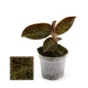 Jewel Orchid - Macodes Anoectochilus Garnet - Mini Orchidée Terrestre à Feuilles Fantaisies - Pot 6cm -Cactus Jardin Soldes Magasin 6462299cab7627.53477943