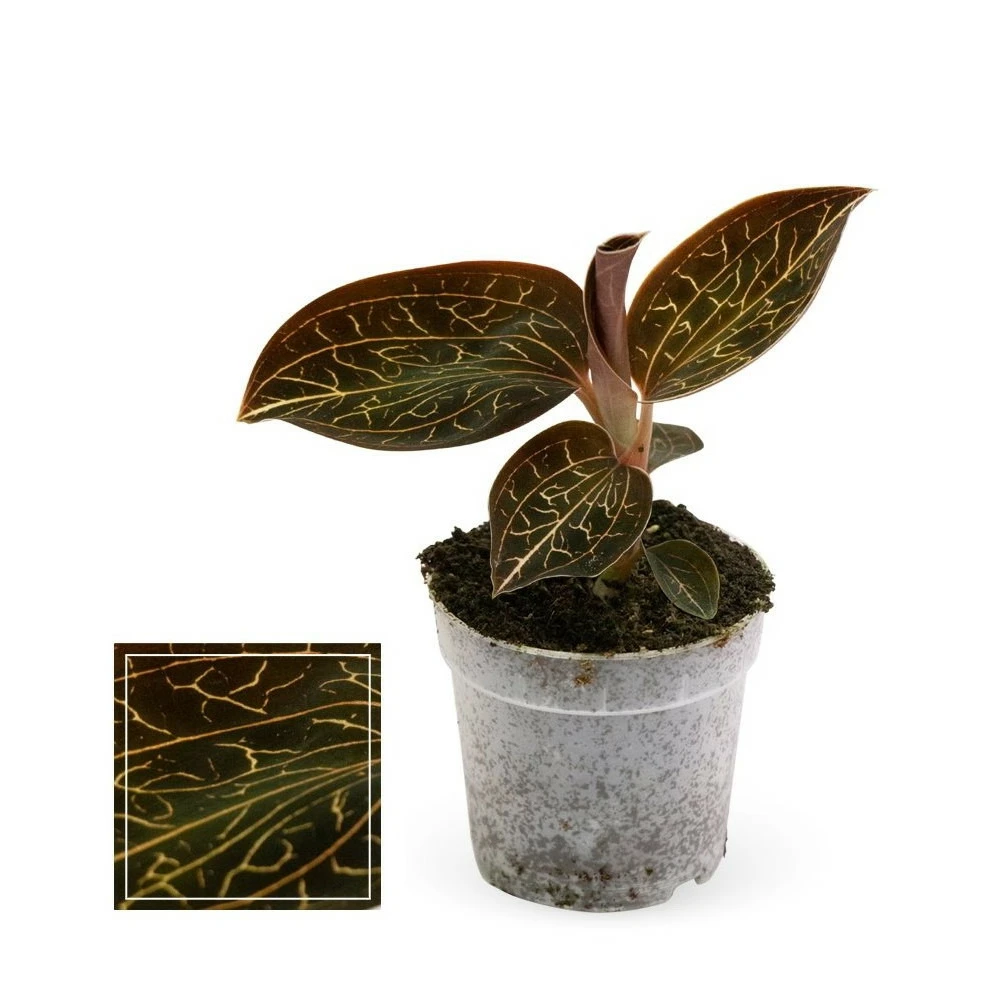 Jewel Orchid - Macodes Anoectochilus Garnet - Mini Orchidée Terrestre à Feuilles Fantaisies - Pot 6cm 3 Jewel Orchid - Macodes Anoectochilus Garnet - Mini Orchidée Terrestre à Feuilles Fantaisies - Pot 6cm
