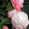 Camelia 'desire' - 4l -Cactus Jardin Soldes Magasin 6481c9dd08aa19.23895903