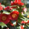 Camelia 'bleunienn An Trev' - 4l -Cactus Jardin Soldes Magasin 6481c9df830507.43667905