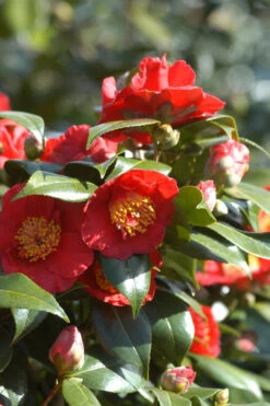 Camelia 'bleunienn An Trev' - 4l