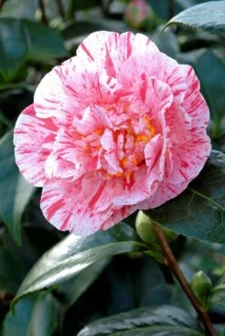 Camélia 'mrs Nellie Eastman' - 4l