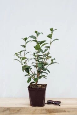 Camélia 'strawberry Perfect' - 4l -Cactus Jardin Soldes Magasin 6481c9e127a003.60114533