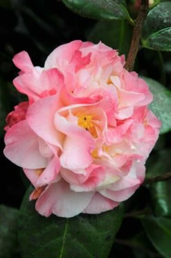 Camélia 'nuccio's Jewel' - 4l