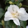 Camélia 'little Liane' - 4l -Cactus Jardin Soldes Magasin 6481c9e7459647.76716194