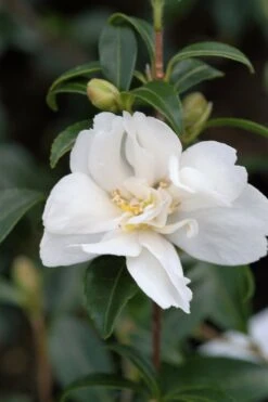 Camélia 'little Liane' - 4l