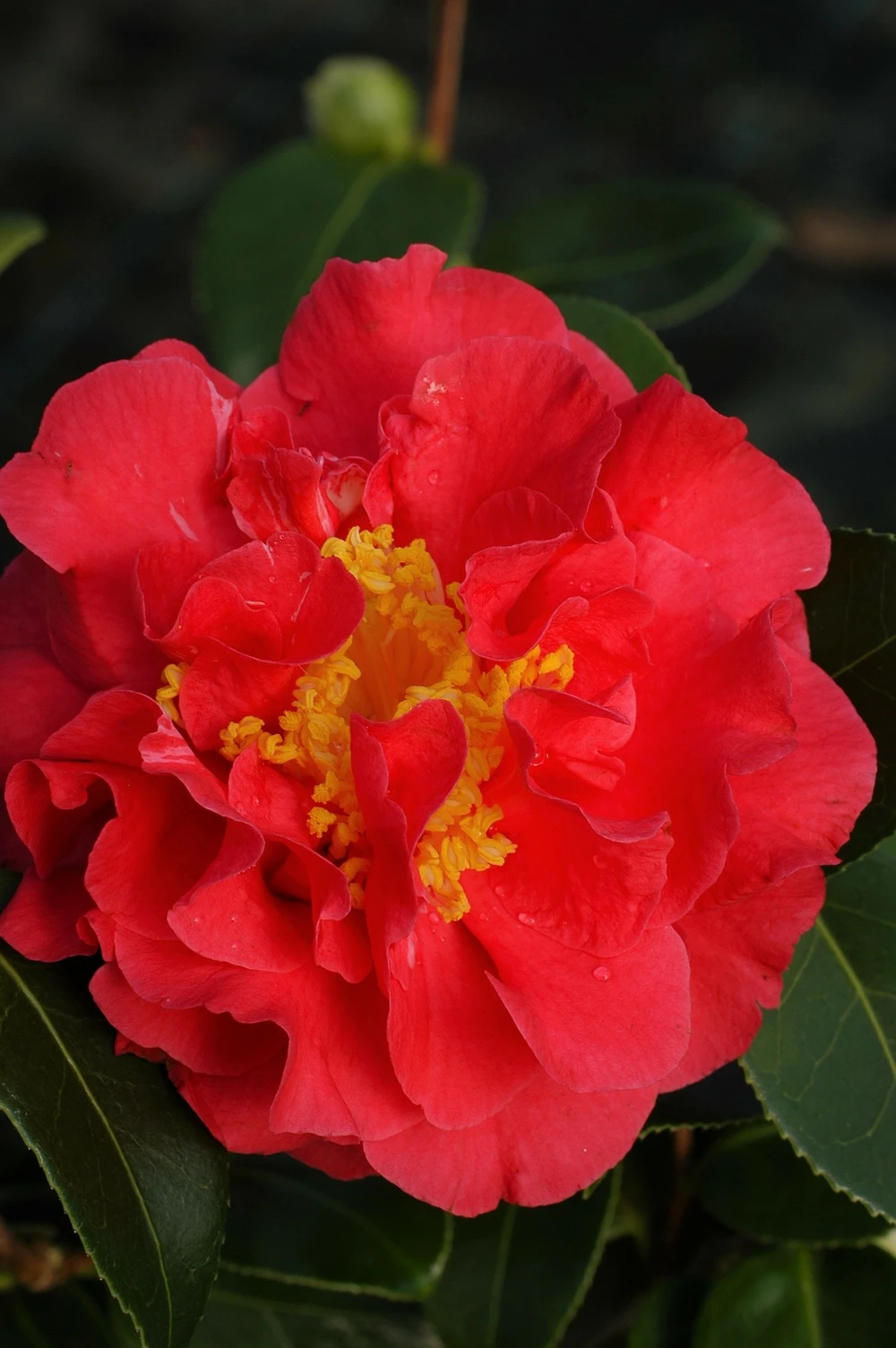 Camélia 'blood Of China' - 4l 3 Camélia 'blood Of China' - 4l