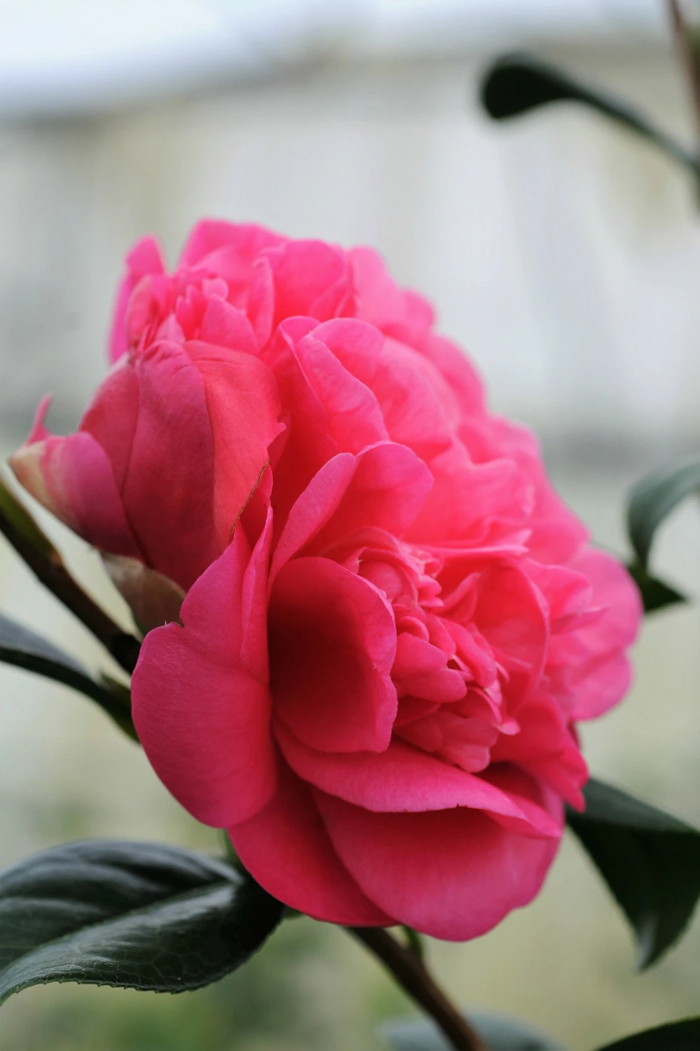 Camélia 'anticipation' - 4l 3 Camélia 'anticipation' - 4l