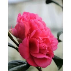 Camélia 'anticipation' - 4l 5 Camélia 'anticipation' - 4l -Cactus Jardin Soldes Magasin 6481c9ecbe5336.99434898