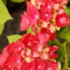 Hortensia Rembrandt ? 'rosso Glory' - 5l -Cactus Jardin Soldes Magasin 6481c9f05e5f33.14708634