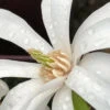 Magnolia 'stellata' - 4l -Cactus Jardin Soldes Magasin 6481c9f1b69a38.41461111