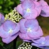 Hortensia 'zorro ?' - 3l -Cactus Jardin Soldes Magasin 6481c9f5a73284.16341464