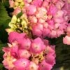 Hortensia Rembrandt ? 'dolce Chic' - 5l -Cactus Jardin Soldes Magasin 6481c9f60e05f8.25500241