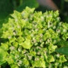 Hortensia Rembrandt ? 'vibrant Verde' - 5l -Cactus Jardin Soldes Magasin 6481c9f76ab547.07438484