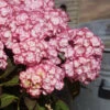 Hortensia 'miss Saori' - 3l -Cactus Jardin Soldes Magasin 6481c9fb895f87.17952203