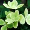 Hortensia 'pastelgreen ?' - 3l -Cactus Jardin Soldes Magasin 6481c9fbddeda6.40744747