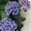 Hortensia 'ayesha' - 3l -Cactus Jardin Soldes Magasin 6481c9fc3ec899.36987917