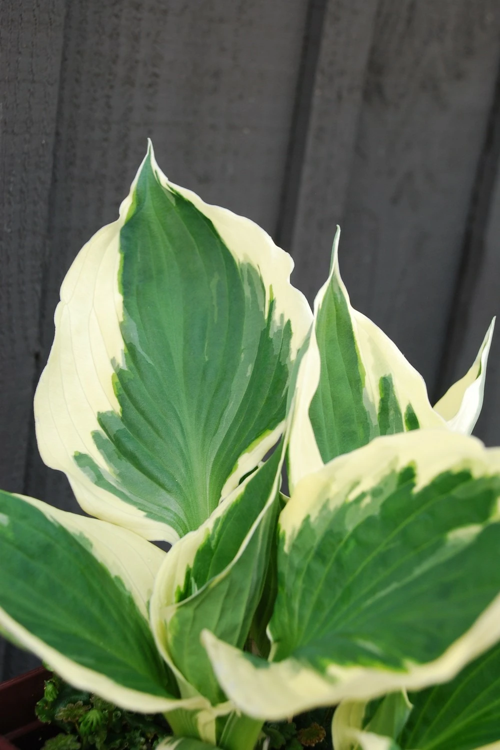 Hosta 'patriot' - 3l 3 Hosta 'patriot' - 3l