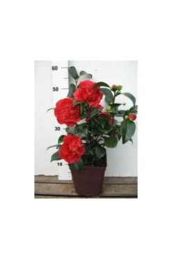 Camelia 'fondation Luciano Pavarotti' - 4l -Cactus Jardin Soldes Magasin 6481ca27f41844.81581023
