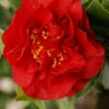 Camelia 'fondation Luciano Pavarotti' - 4l -Cactus Jardin Soldes Magasin 6481ca28059316.81106351